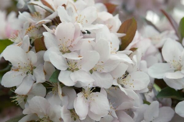 Camelot Crabapple White Flowers