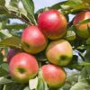 Photo of: Mcintosh Apple Tree
