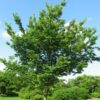 Photo of: Northern Hackberry