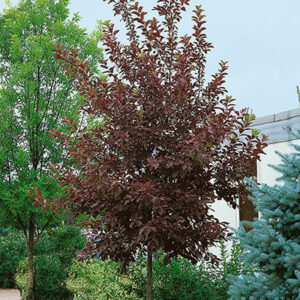 Photo of: Canada Red Select Cherry Tree