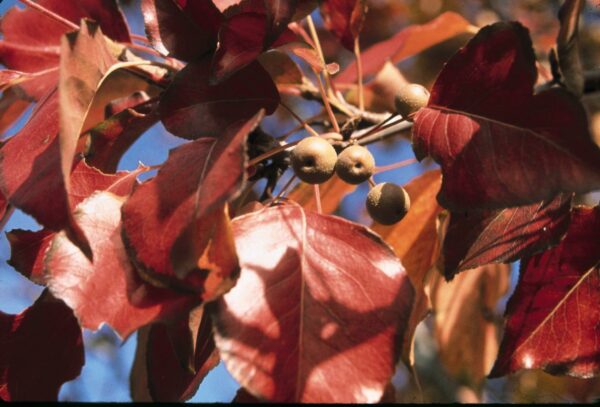 Photo of: Autumn Blaze Pear Tree