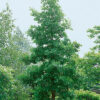 Photo of Bur Oak Tree