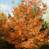 Photo of: Northern Red Oak