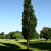 Photo of: Regal Prince Oak Tree