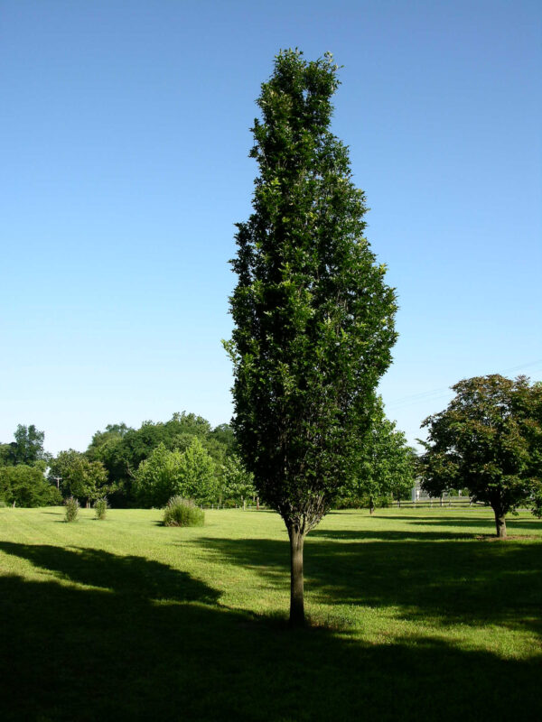 Photo of: Regal Prince Oak Tree