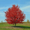 Photo of: Red Sunset Maple