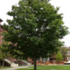 Photo of: Silver Maple