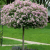 Photo of: Korean Lilac Tree
