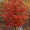 Photo of: Fall Fiesta Maple Tree