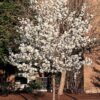 Photo of: Cleveland Select Pear Tree