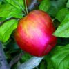 Photo of: Honeycrisp Apple Tree