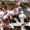 Photo of: Little Twist Flowering Cherry Tree