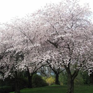 Photo of: Meteor Cherry Tree