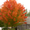 Photo of: October Glory Red Maple Tree
