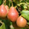 Photo of: Luscious Pear Tree