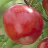 Photo of: Red Regent Apple Tree