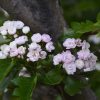 Toba Hawthorn Blossoms
