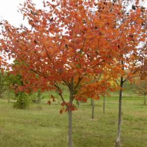 Photo of: Northwood Maple Tree
