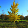Photo of: Princeton Ginko Biloba Tree