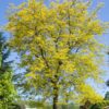 Photo of: Sunburst Honeylocust Tree