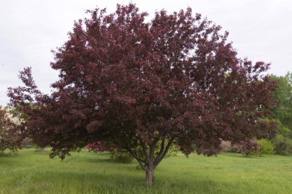 Photo of: Royalty Crabapple Tree