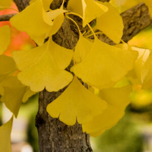 Photo of: Autumn Gold Ginkgo Biloba Tree