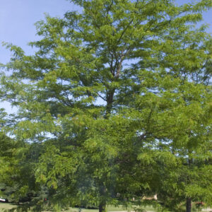 Photo of: Shademaster Honeylocust Tree