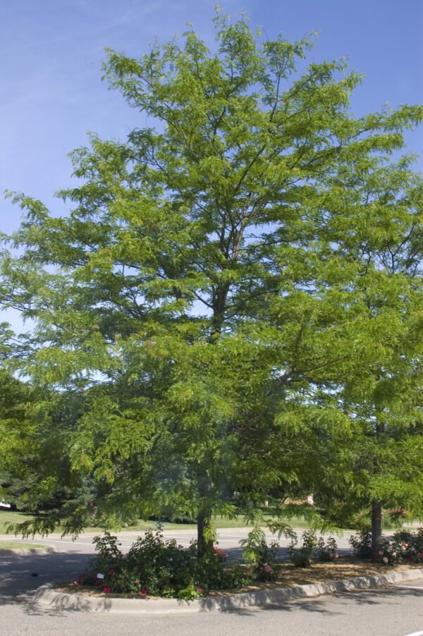 Photo of: Shademaster Honeylocust Tree